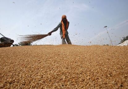 Limpieza de una cosecha de trigo en un mercado de grano en India. 