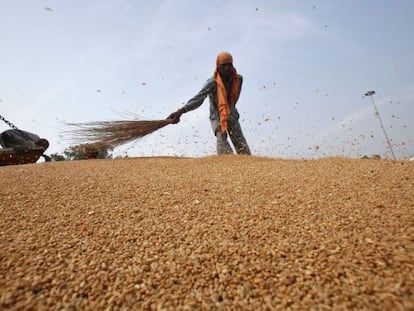 Limpieza de una cosecha de trigo en un mercado de grano en India. 