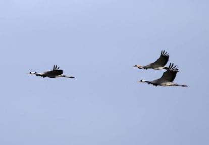 Una bandada de grullas en su camino hacia el valle de Alcudia.