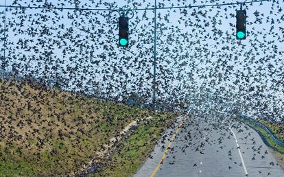 Una bandada de pájaros atraviesa una carretera de Florence, Alabama. Miles de pájaros, sobre todo estorninos y mirlos, recorren estos días Alabama causando molestias y destrozos a los vecinos.