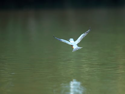 Un martín pescador en Puerto Triunfo (Colombia).