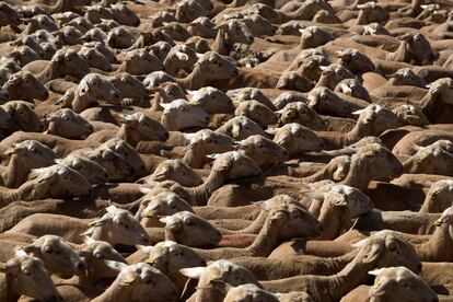 Ovejas de la ganadería Hermanos Rosales, en el pueblo de Alfamén (Zaragoza). Un 40% de los criadores de ganado ovino no podrán evitar las pérdidas que la crisis sanitaria por la pandemia de coronavirus.