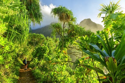 Steven Spielberg encontró entre los helechos arborescentes y las cumbres brumosas de la isla hawaiana de Kauai, la más antigua del archipiélago estadounidense, el plató perfecto para rodar Parque Jurásico. El sendero Kalalau Trail (en la foto), de 35 kilómetros, permite recorrer las playas y acantilados de la costa de Na Pali.