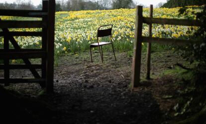 Campo de narcisos en Foxwist Green Farm en Whitegate, Reino Unido. Un agrigultor jubilado abre al público la plantación en cuyos prados hay más de 600 variedades de esta flor. Debido a las buenas condiciones climatológicas los narcisos están ahora en su mejor momento y el bosque se puede visitar hasta el 13 de abril.