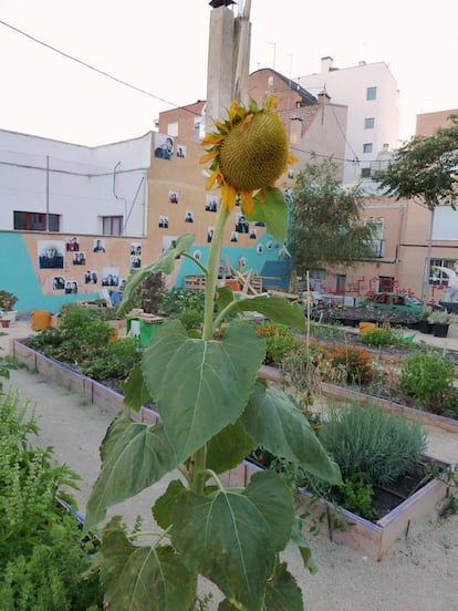 La huerta de Tetuán está orientada a la visibilidad y revalorización de artistas emergentes y por otro la adecuación de un espacio verde de uso colectivo.