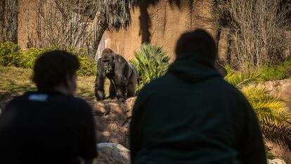 Varias personas observan a un gorila en el zoológico de Los Ángeles.