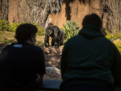 Varias personas observan a un gorila en el zoológico de Los Ángeles.