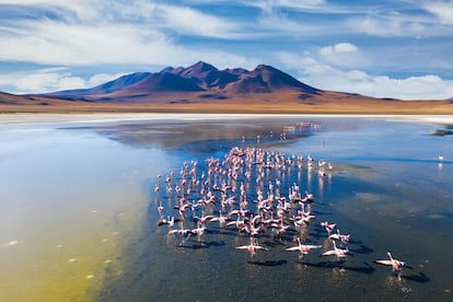 Flamencos en la laguna Cañapa, en el salar de Uyuni Bolivia