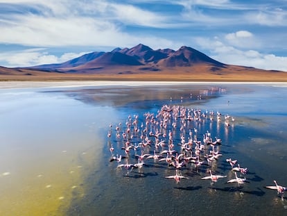 Flamencos en la laguna Cañapa, en el salar de Uyuni Bolivia