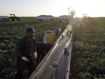 Trabajadores recogiendo melones en Huron, condado de Fresno, California.