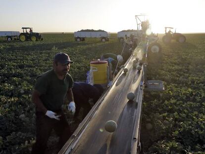 Trabajadores recogiendo melones en Huron, condado de Fresno, California.