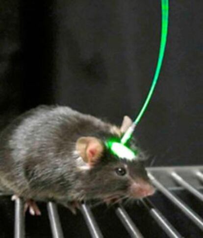 Ratón con implante para estimulación optogenética.