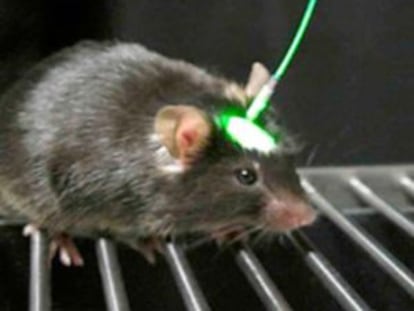 Ratón con implante para estimulación optogenética.