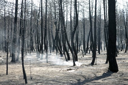 CD-158  18/07/2005  Once muertos y más de 600 evacuados por el incendio forestal, provocado por una barbacoa, que ha  devastado miles de hectáreas de monte en Guadalajara, el viento y la sequía avivaron las llamas hasta hacer incontrolable el fuego. Las víctimas eran voluntarios de los retenes desplegados para combatir el incendio que se vieron sorprendidos por las llamas en un barranco. En la imagen, uno de los bosques afectados por el fuego.