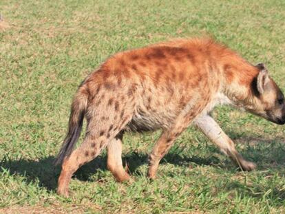 Un ejemplar de hiena manchada. 