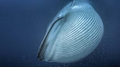 Una ballena azul traga el krill en la costa de California. 