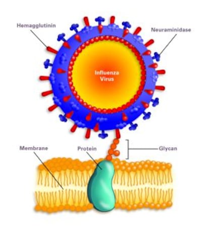 El gr&aacute;fico muestra el virus de la gripe atacando una c&eacute;lula. Los bastoncillos de la membrana exterior son la prote&iacute;na hemaglutinina y la enzima neuraminidasa, sus iniciales sirven para catalogar todos los tipos de gripe.