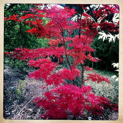 Arce japonés. 'Acer palmatum' 'Atropurpureum'. Árbol de bajo porte y de hoja caduca. De crecimiento lento, prefiere la media sombra.