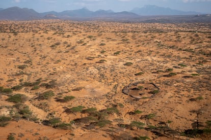 Locust plagues in Kenya