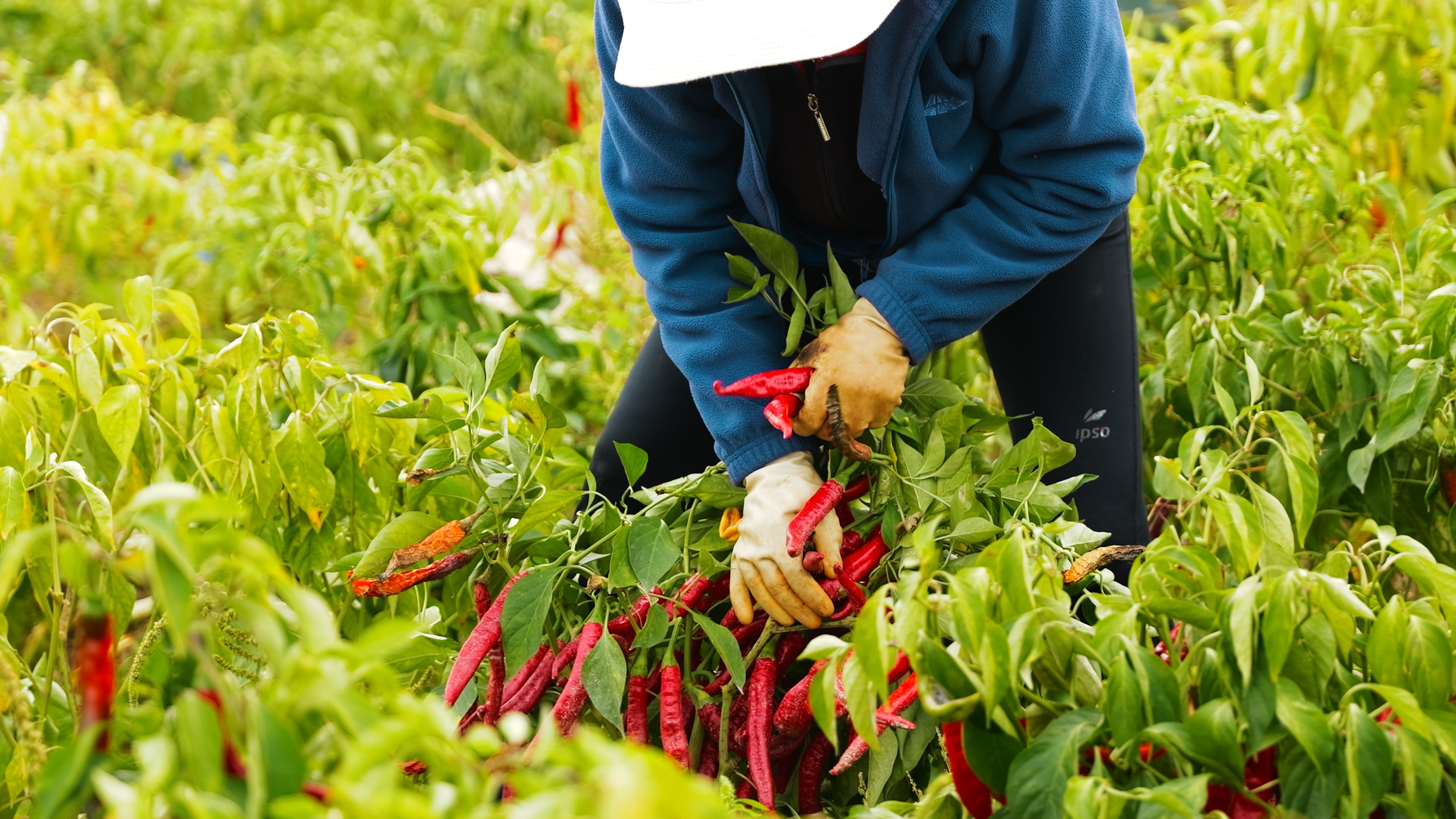 Capsicum longum L en todo su esplendor