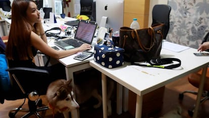 Una empleada de una agencia de publicidad de Bangkok trabaja con su perro.