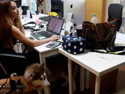 Una empleada de una agencia de publicidad de Bangkok trabaja con su perro. 