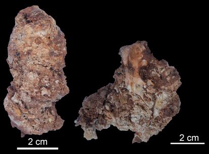 Heces fosilizadas de un lince ibérico de hace 30.000 años.
