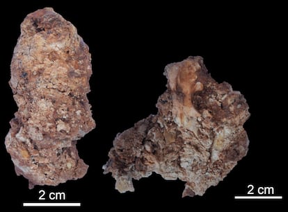 Heces fosilizadas de un lince ibérico de hace 30.000 años.