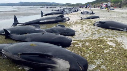 Las ballenas muertas en la playa de Farewell Spit, este viernes.