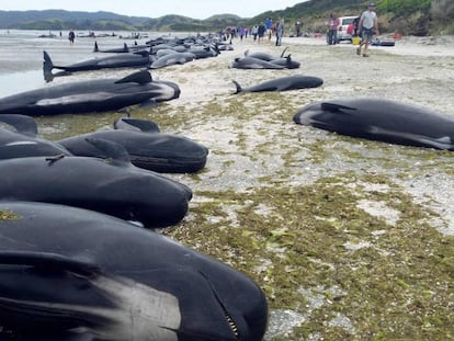 As baleias mortas na praia em Farewell Spit, na sexta-feira.