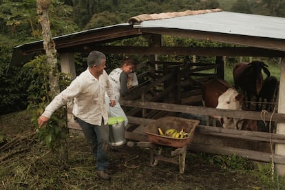 José Luis Bermúdez y su esposa recolectan leche de sus vacas en la vereda Vallecitos.