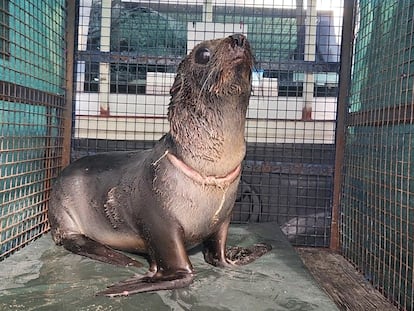 El lobo marino rescatado por Fundación Mundo Marino en Aguas Verdes, Argentina, el 11 de mayo 2023.