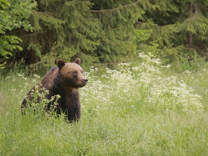 El oso, uno de los habitantes de los montes Cárpatos.