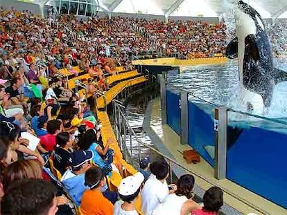 Una de las orcas de Loro Parque salpica a los espectadores.