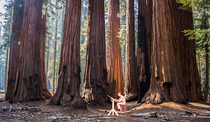 Dentro de no mucho tiempo, los rascacielos de madera en los que se está trabajando ya podrán mirar a los ojos a Hyperion, secuoya del Parque Natural de Redwood (California) de 115 metros, el árbol de mayor altura del planeta.