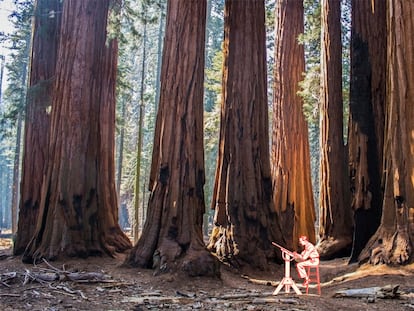 Dentro de no mucho tiempo, los rascacielos de madera en los que se está trabajando ya podrán mirar a los ojos a Hyperion, secuoya del Parque Natural de Redwood (California) de 115 metros, el árbol de mayor altura del planeta.