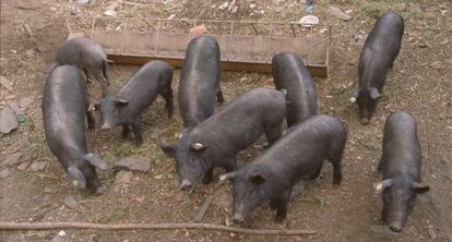 Varios ejemplares de cerdo ib&eacute;rico en Aracena (Huelva).