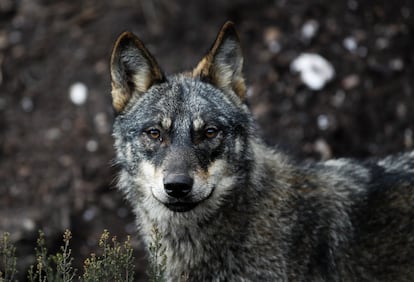 Un lobo en el Centro del lobo ibérico de Castilla y León Félix Rodríguez de la Fuente, en la Sierra de la Culebra. 