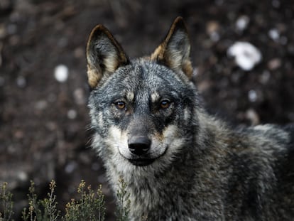 Lobos en estado de semilibertad en el Centro del lobo ibérico de Castilla y León Félix Rodríguez de la Fuente en Robledo, Puebla de Sanabria.