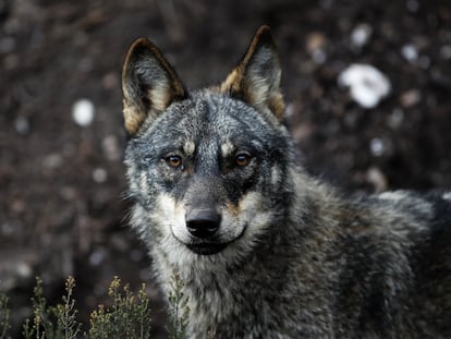 Lobo ibérico en el centro del lobo ibérico de Castilla y León, en Puebla de Sanabria (Zamora).