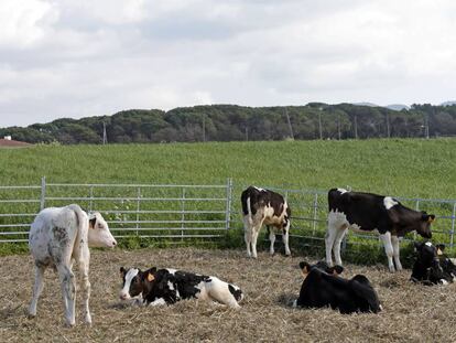 Masajes, alimentación controlada o música clásica: así cuidan a las vacas en una granja familiar