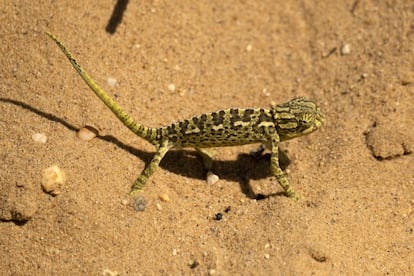 Un camaleón en las dunas de El Asperillo, en Doñana.