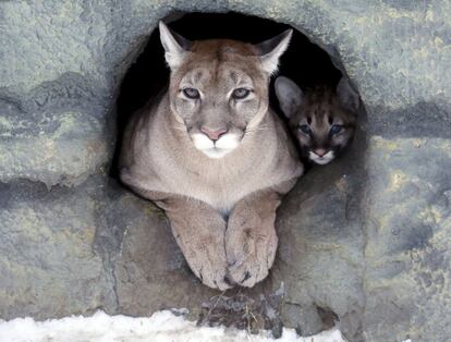 Un ejemplar de puma hembra y su cría de dos meses observan desde su guarida, en el zoológico de la ciudad siberiana de Krasnoyarsk.