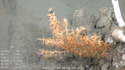 Este trabajo de investigación de CONICET y el Schmidt Ocean Institute registra la flora y fauna de las profundidades de Mar del Plata.