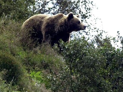 One of Spain&#039;s brown bears