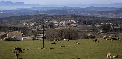 Una decena de vacas enmarcan el paisaje de Perafita.