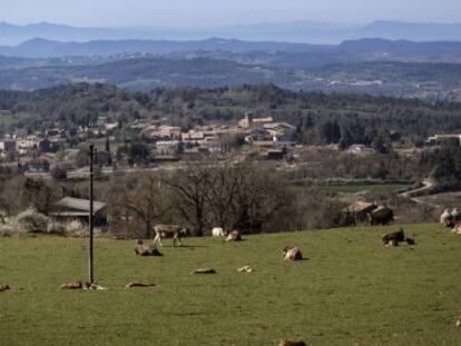 Una decena de vacas enmarcan el paisaje de Perafita.