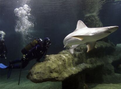 Un biólogo del Aquarium Roquetas de Mar (Almería) bucea junto a uno de los tiburones grises.