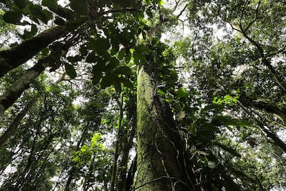 Interior del Parque Nacional de la Selva Impenetrable de Bwindi, Uganda.