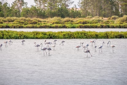 Las salinas de Samouco son un refugio para especies como flamencos.